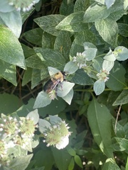 Xylocopa virginica virginica