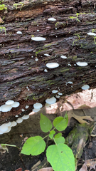Crepidotus applanatus