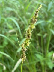 Carex vulpinoidea