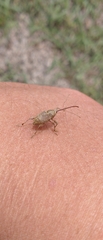 Curculio