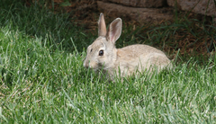 Leporidae