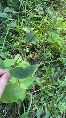 Persicaria virginiana
