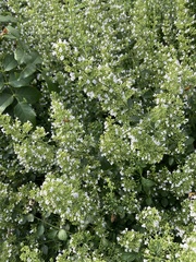 Clinopodium nepeta