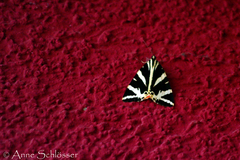 Euplagia quadripunctaria