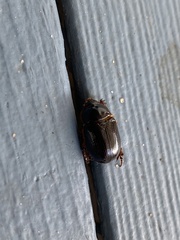 Xyloryctes jamaicensis