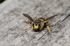 Anthidium manicatum