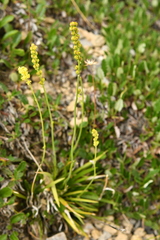 Tofieldia calyculata