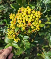 Sorbus scopulina