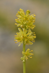 Tofieldia calyculata