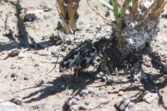 Cicindela willistoni