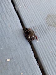 Xyloryctes jamaicensis