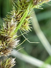 Carex vulpinoidea