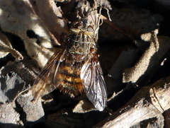 Tachinidae