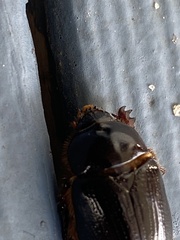 Xyloryctes jamaicensis