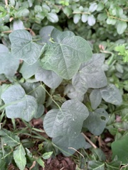 Passiflora lutea