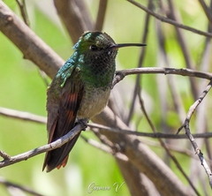 Saucerottia beryllina