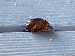 Xyloryctes jamaicensis