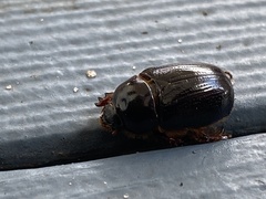 Xyloryctes jamaicensis