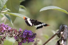 Limenitis lorquini
