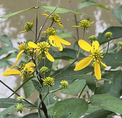 Verbesina alternifolia