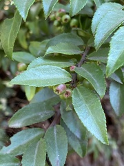Vaccinium ovatum