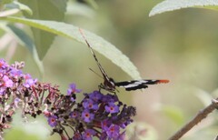 Limenitis lorquini