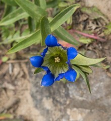 Gentiana parryi