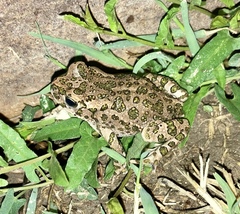 Bufotes viridis viridis