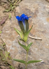 Gentiana parryi