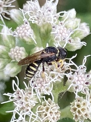 Ectemnius maculosus