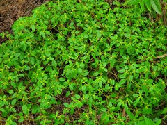 Croton monanthogynus