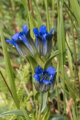 Gentiana parryi