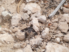 Exoprosopa dorcadion