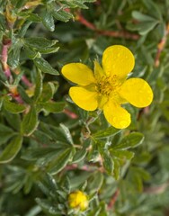 Dasiphora fruticosa