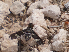 Exoprosopa dorcadion