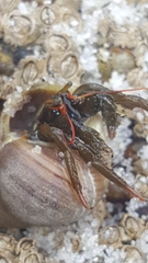 Clibanarius erythropus