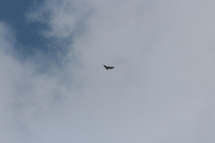 Cathartes aura