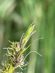 Carex vulpinoidea