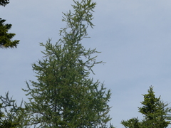 Larix laricina