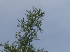 Larix laricina