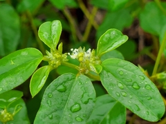 Croton monanthogynus