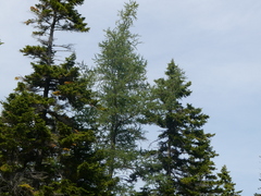 Larix laricina