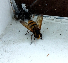 Volucella inanis
