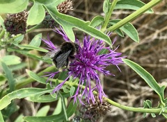 Bombus campestris