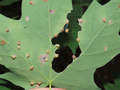 Dasineura communis