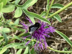 Bombus campestris
