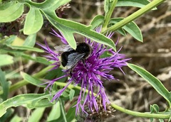 Bombus campestris