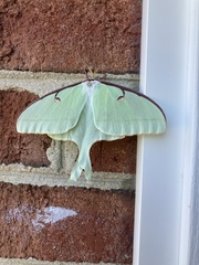 Actias luna