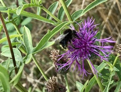 Bombus campestris