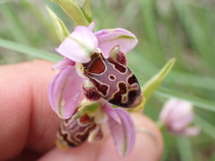 Ophrys scolopax